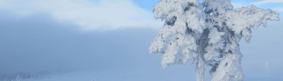 verschneiter Baum