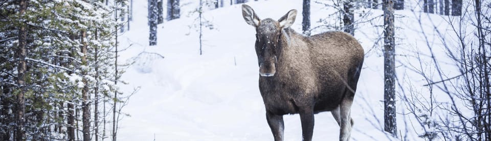 Elch Weibchen im Schnee