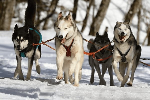 Husky Touren